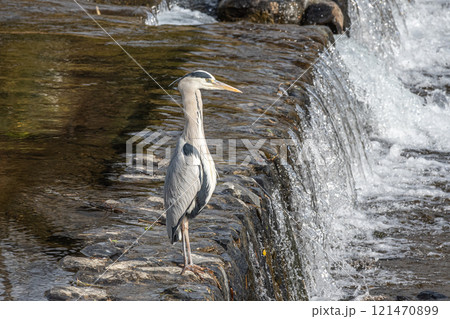 賀茂川の堰の上に立つアオサギ 京都市 賀茂川の堰の上に立つアオサギ 京都市 121470899