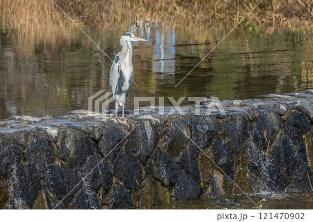 賀茂川の堰の上に立つアオサギ 京都市 賀茂川の堰の上に立つアオサギ 京都市 121470902