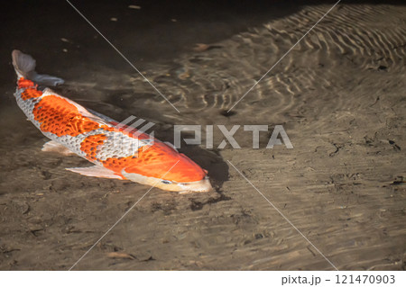 ニシキゴイ ニシキゴイ 121470903