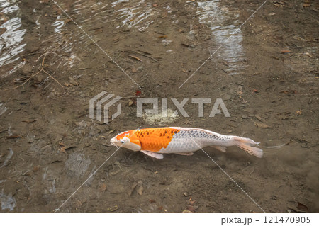 ニシキゴイ ニシキゴイ 121470905