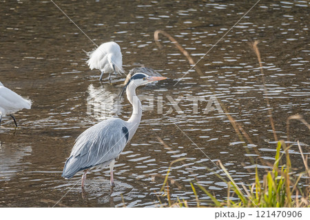 賀茂川のアオサギ 京都市 賀茂川のアオサギ 京都市 121470906