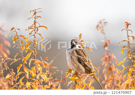 スズメ スズメ 121470907