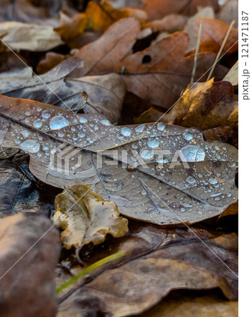 Raindrops on a dry leaf. Autumn atmosphere. Dry leaves on the asphalt. Raindrops on a dry leaf. Autumn atmosphere. Dry leaves on the asphalt. 121471187