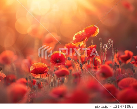 field of poppies at sunrise, beautiful summer landscape with red flowers in meadow field of poppies at sunrise, beautiful summer landscape with red flowers in meadow 121471865