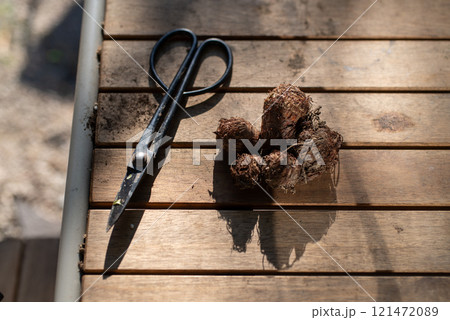 里芋の収穫 121472089