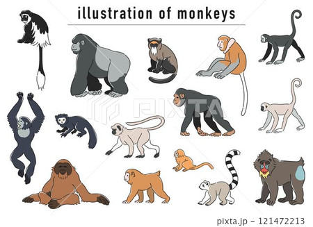サルの仲間の手描きイラストセット サルの仲間の手描きイラストセット 121472213