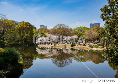 千鳥ヶ淵の桜の花　桜咲くお堀 121472445