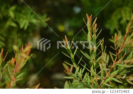 Melaleuca bracteata macro leaves Melaleuca bracteata 121472465
