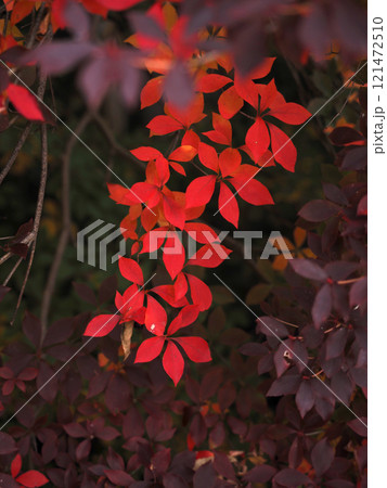 真っ赤なドウダンツツジ（紅葉した灯台躑躅） 121472510
