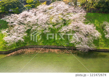 桜のある風景、千鳥ヶ淵の桜の花 121472674