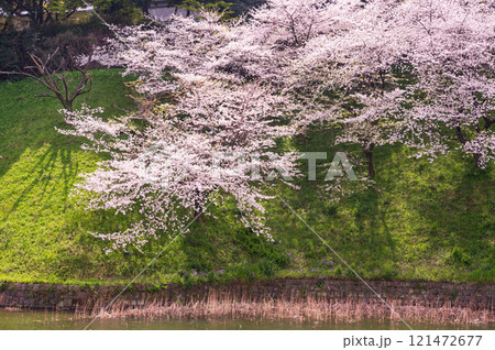 桜のある風景、千鳥ヶ淵の桜の花 121472677