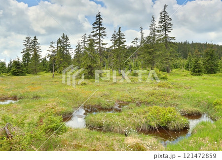 Peat bog in the Krkonose Mountains 121472859