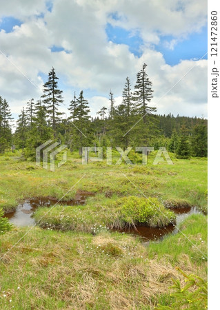 Peat bog in the Krkonose Mountains 121472860