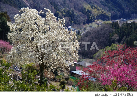 東秩父村・大内沢花桃の郷の花桃とハクモクレン 東秩父村・大内沢花桃の郷の花桃とハクモクレン 121472862