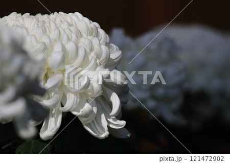大輪の菊　菊花 121472902
