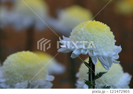 大輪の菊 菊花 大輪の菊 菊花 121472903