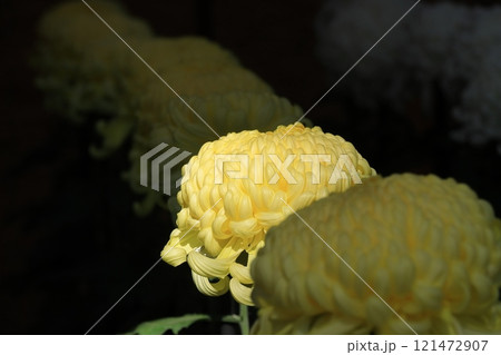 大輪の菊 菊花 大輪の菊 菊花 121472907