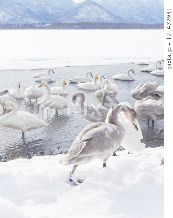 弟子屈湖のオオハクチョウ 北海道 10 弟子屈湖のオオハクチョウ 北海道 10 121472931