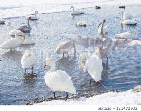 弟子屈湖のオオハクチョウ　北海道　11 121472932