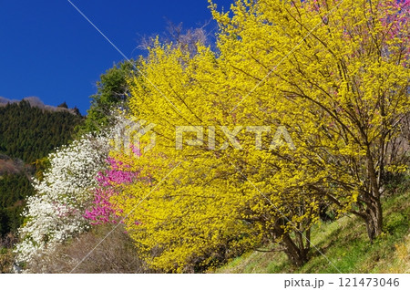 東秩父村・大内沢花桃の郷の花桃とサンシュユ 東秩父村・大内沢花桃の郷の花桃とサンシュユ 121473046