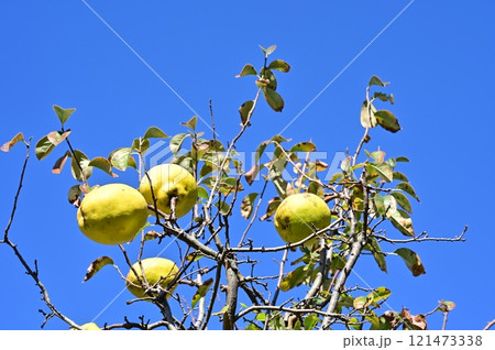 カリン（バラ科）の黄色い果実 121473338