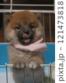 つかまり立ちをする子犬（柴犬） 121473818