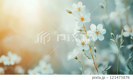 柔らかな朝日を浴びる白い花々 121473876