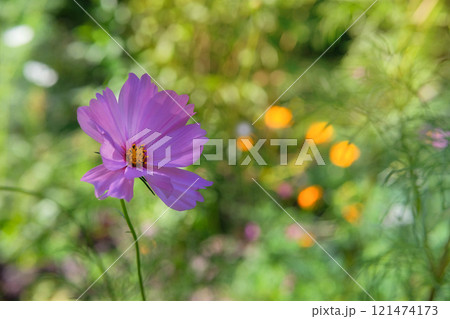 Flowers of Cosmos is growing in garden. Countryside garden. Cosmos flowers background. Purple flowers in meadow. Flowers of Cosmos is growing in garden. Countryside garden. Cosmos flowers background. Purple flowers in meadow. 121474173