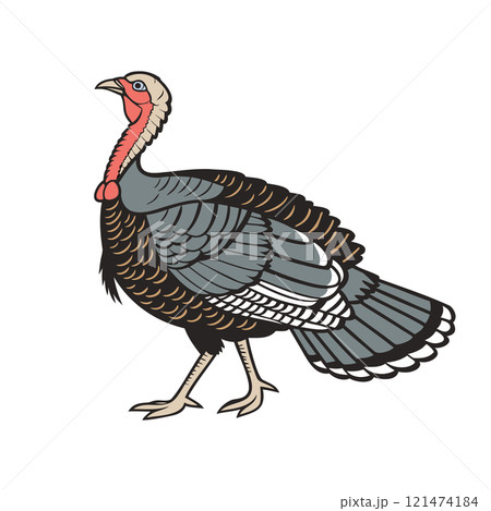 Turkey bird isolated on white background. Hand drawn illustration Turkey bird isolated on white background. Hand drawn illustration 121474184