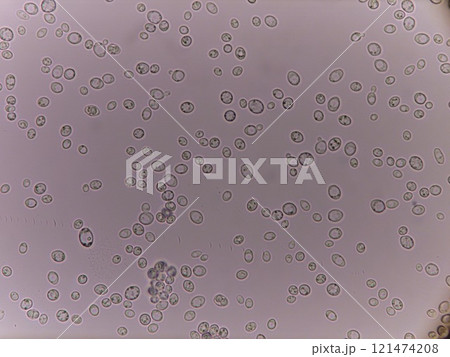 出芽が盛んにおこなわれている様子 121474208
