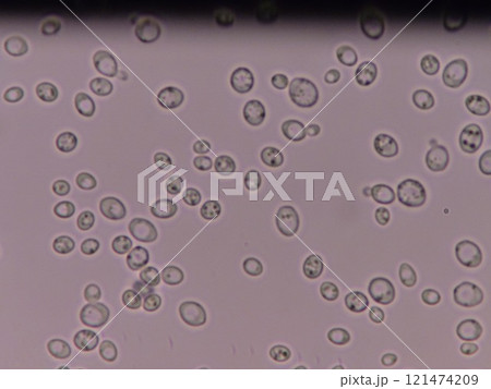 元気に活動する酵母菌 121474209
