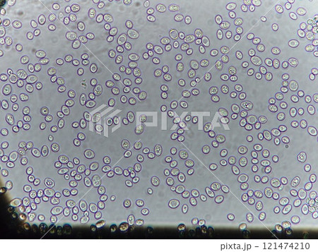 パンを発酵させる酵母菌 121474210