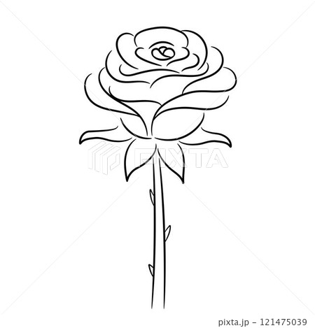 hand drawn sketches of rose line art 121475039