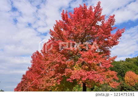 タイワンフウ（フウ科フウ属）の紅葉 121475191