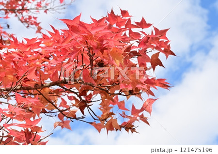 タイワンフウ（フウ科フウ属）の紅葉 121475196