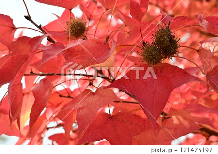 タイワンフウ(フウ科フウ属)の紅葉 タイワンフウ(フウ科フウ属)の紅葉 121475197