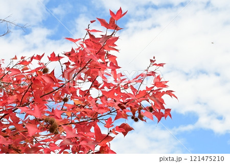 タイワンフウ（フウ科フウ属）の紅葉 121475210