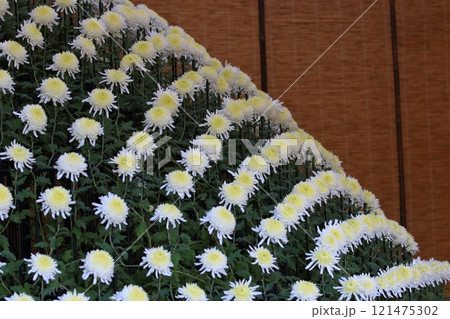 菊の千輪咲き 千輪菊 菊の花 鑑賞花 千輪作り 菊の千輪咲き 千輪菊 菊の花 鑑賞花 千輪作り 121475302
