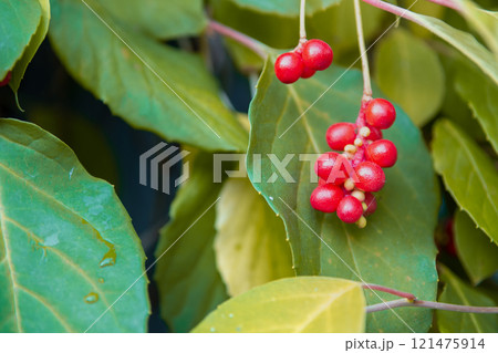 Chinese Magnolia vine, Schisandra chinensis. Branch berries lemongrass. 121475914