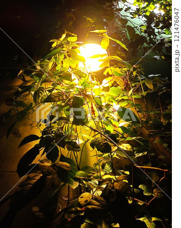 ライトアップされた観葉植物 121476047