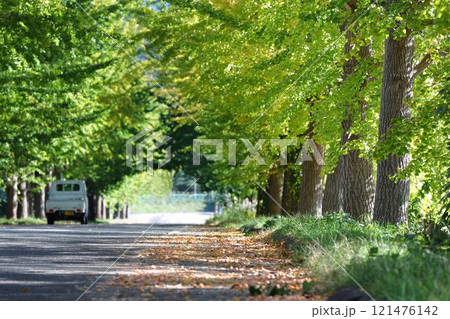 新緑に囲まれた道 新緑に囲まれた道 121476142