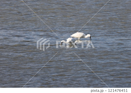 池で採餌するクロツラヘラサギとヘラサギ 121476451