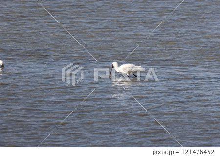 河口で休息するクロツラヘラサギ成鳥 河口で休息するクロツラヘラサギ成鳥 121476452