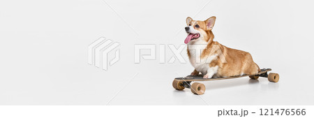 Banner. Purebred dog balances on skateboard, front legs leaning forward, tongue visible, head turned with curiosity, against white studio background. Banner. Purebred dog balances on skateboard, front legs leaning forward, tongue visible, head turned with curiosity, against white studio background. 121476566