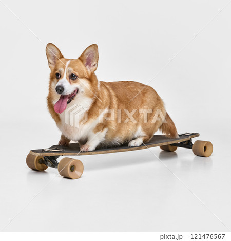 Dog sitting on skateboard,with open mouth, tongue out, ears perked up, expressing cheerfulness, against white background. Dog sitting on skateboard,with open mouth, tongue out, ears perked up, expressing cheerfulness, against white background. 121476567