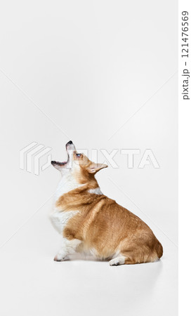Side view photo of purebred fluffy white-brown Corgi sitting with open mouth, ready to catch food against white studio background. 121476569