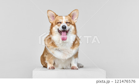 Corgi sits on white box against light gray studio background. Eyes closed in contentment. Tongue lolls playfully. 121476576