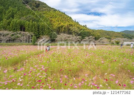 藤枝市の殿コスモス畑のピンクと赤いコスモスの風景(静岡県) 藤枝市の殿コスモス畑のピンクと赤いコスモスの風景(静岡県) 121477162