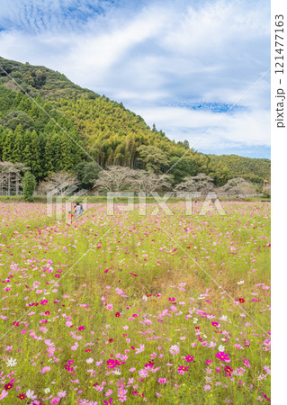 藤枝市の殿コスモス畑のピンクと赤いコスモスの風景(静岡県) 121477163