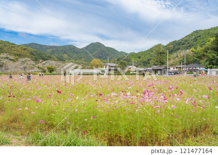 藤枝市の殿コスモス畑のピンクと赤いコスモスの風景(静岡県) 藤枝市の殿コスモス畑のピンクと赤いコスモスの風景(静岡県) 121477164